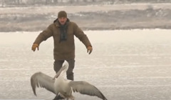 Пост у фейсбуці допоміг врятувати рідкісного пелікана: відео