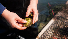 Водорості, молюски та мідії. Шматок Чорного моря можна буде орендувати 