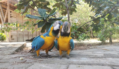 Вулкани, кримінал і кава. 20 фактів про Колумбію