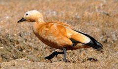 Масова загибель. В Асканії-Новій померли птахи 