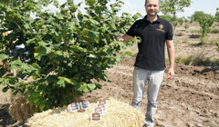 Вино, макаруни та бланшовані горіхи. Чим горіхова плантація може зацікавити туристів