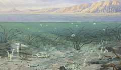  Доісторичний океан. Хто жив у морях України пів мільярда років тому 