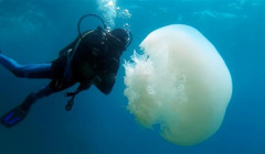 До берегів Анталії припливли гігантські медузи: до 1,5 м у довжину