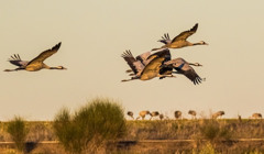 В Асканії-Новій знову гинуть птахи