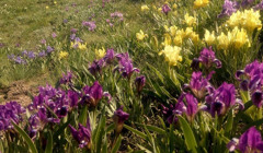 Станіславський каньйон вкрився тисячами ірисів: фантастичні фото