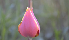 В ботаническом саду Херсона расцвели разноцветные тюльпаны