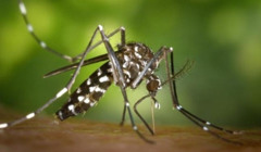 В оккупированном Крыму появились опасные тигровые комары