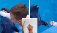 В Одесі дельфін вкусив хлопчика: відео