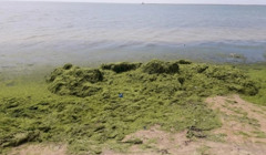 Закидывали водоросли в море. В Бердянске оригинально чистили пляж