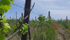Виноградники Валерия Петрова – дегустационная гастро-точка юга Украины