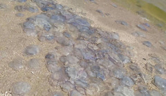 Чому медуз в Азовському морі стало так багато?