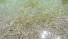 Медузы отступают: отзывы отдыхающих с фото