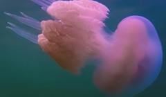 Они какие-то космические. Фотограф из Бердянска показала красоту медуз