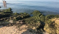 На Бердянских пляжах новая проблема: тонны водорослей. Фото, видео