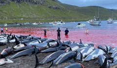 1 400 дельфінів вбили ножами на Фарерських островах: фото (18+)