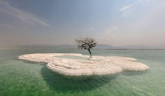 Дерево життя: як воно з'явилося у Мертвому морі, де немає нічого живого?