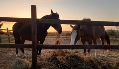 Конеферма, квадроцикли, сосновий ліс. Як провести вихідні під Маріуполем