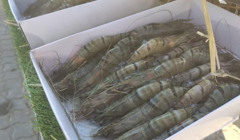 Открыли первую в Украине акваферму, где будут выращивать королевскую креветку