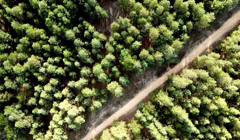 Олешківський ліс: де він розташований та чим тут зайнятися