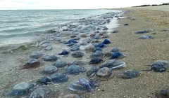 Мощный шторм кардинально изменил берег в Тузловских лиманах. Волны вынесли мусор и медуз: фото