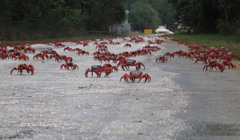 Крабовий локдаун. Вулиці Австралії заполонили мільйони червоних крабів: фото, відео