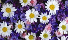 Квіти на День Святого Валентина