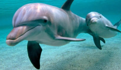 Якщо дельфінам погано, то всій екосистемі погано. І дельфіни у Чорному морі в біді