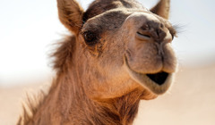 Верблюд з Миколаївського зоопарку зустрівся з «нареченою» в Одесі