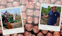 Нутела, праліне і паста: як на Одещині працює підприємство з переробки фундука