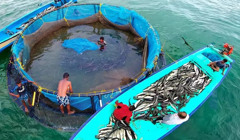 Вперше в історії у Сухому лимані вирощуватимуть морепродукти. Як орендувати акваторію підприємцям?