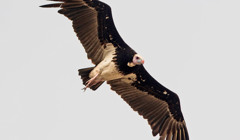 Ви точно не знали, що ці рідкісні птахи раніше жили на Одещині. Найцікавіше з Півдня від «О, море»