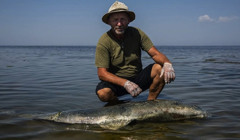 Втрачають здатність нормально рухатися: понад 1000 дельфінів загинуло у Азовському та Чорному морях