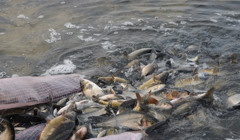 Після підриву Каховського водосховища потрібно відновлення затоплених заводів з розведення риби