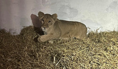 Тепер вона зможе жити своє справжнє життя. У Запоріжжі врятували восьмимісячне левеня