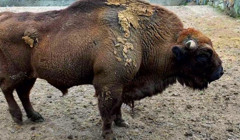 Збереження червонокнижних тварин. Миколаївський зоопарк шукає спосіб привезти зубра з Одеси