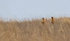 Як у Тарутинському степу росте колонія бабаків. У Rewilding Ukraine розповіли про побут гризунів
