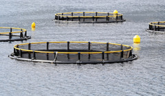 Сухий лиман на Одещині здають в оренду. Яка компанія тут буде вирощувати креветки?