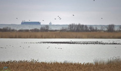 Проти директорки «Тузлівських лиманів» відкрито кримінальне провадження. Пояснення Держаудитслужби