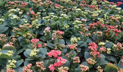 Одесу невдовзі прикрасять перші весняні квіти. Скільки витратили з бюджету міста на озеленнення