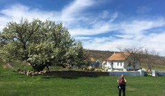 У Адамівці розцвіла найстаріша груша України. Які ще дерева Одещини вважаються найдавнішими?