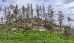 На лівобережжі Херсонщини масово вирубують ліси для укріплень. Які збитки нанесли окупанти?