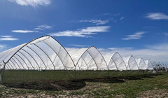 Бізнес на малині та лохині. На Одещині збудують теплицю для вирощування ягід