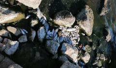 В Хаджибейському лимані не припиняється мор риби — в чому причина