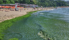 "Зелений суп". В Болгарії пляжі вкрилися тоннами водоростей