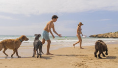 В Іспанії роблять пляжі для собак. Чи є такі в Україні?