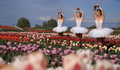 Квітковий туризм у Києві— ось парки і сквери, де дивитись цвітіння тюльпанів у 2025 році