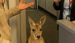 В Австралії кенгуру мав квиток, але його не пустили на літак — драма зібрала 1 млн переглядів