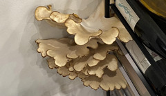 Турист поїхав у відпустку з квартири, а повернувся — у грибницю. Ось як це виглядає