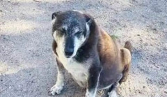 Ось, як у Запоріжжі допомагають бездомним тваринам: підгодовування, утримання та евакуація