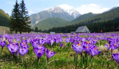 Крокуси на Закарпатті 2026 — коли і де побачити цвітіння шафрану Гейфеля